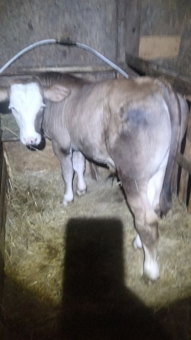 Vând vițel de 3 luni ln Jucu de Mijloc