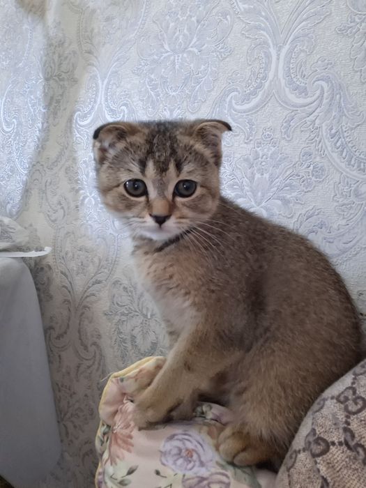 Кошка скотиш фолд привитая