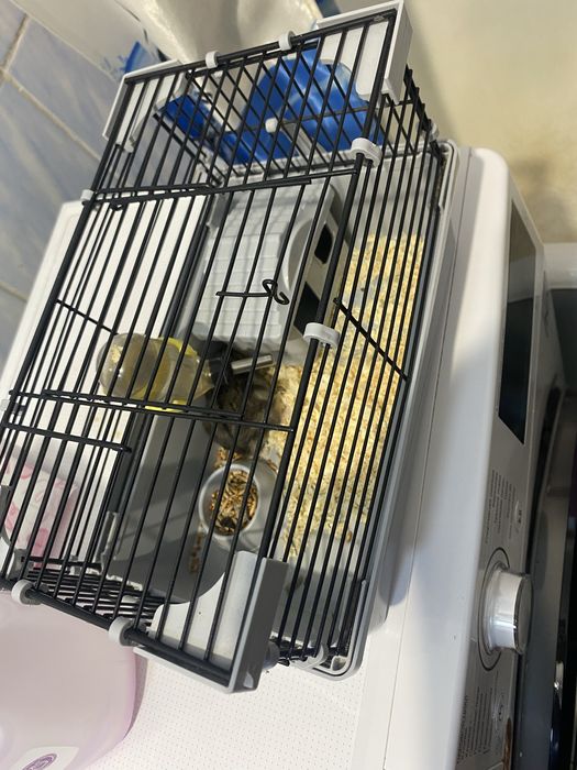 Продам хомяка с клеткой