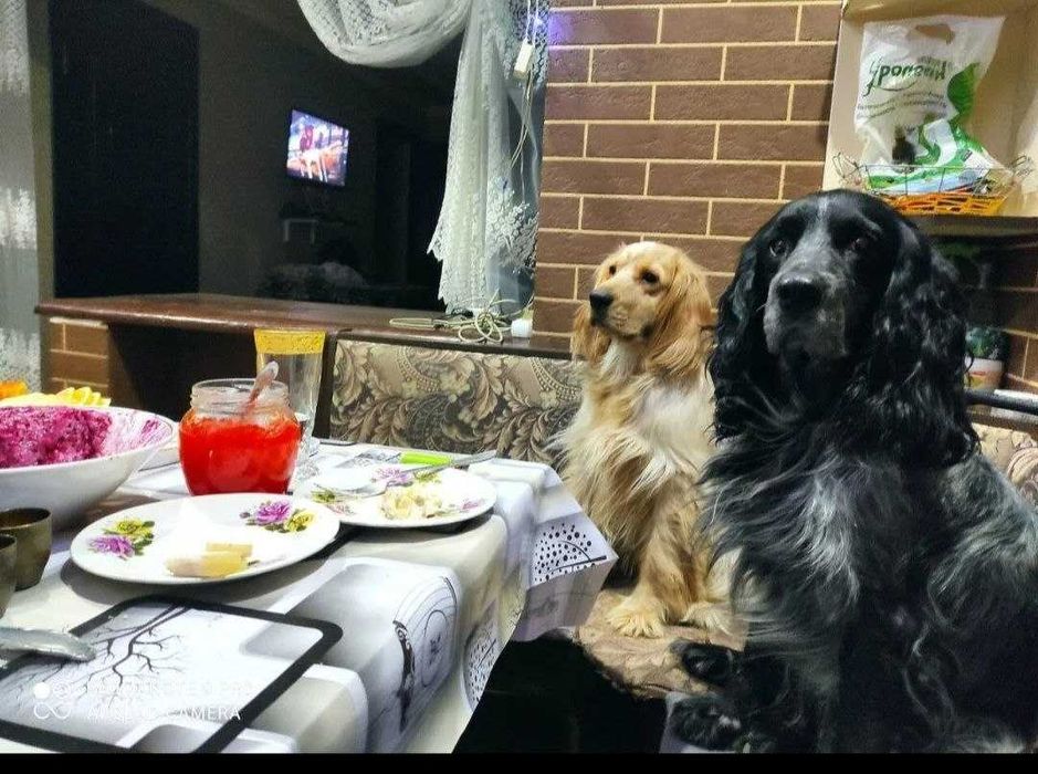 Продам щенка русский охотничий спаниель.