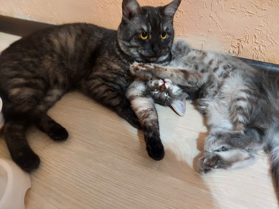 Пристраиваем кошек в добрые руки