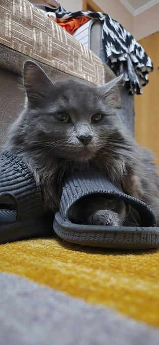 Ищем новый дом для кошки