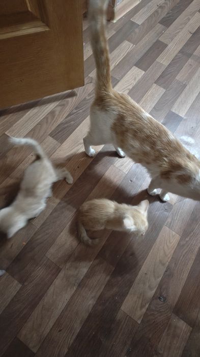 Кошку с котятами