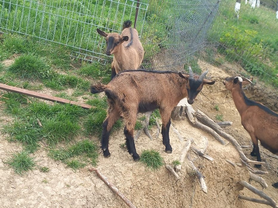 Vând iezi alpin francez.
