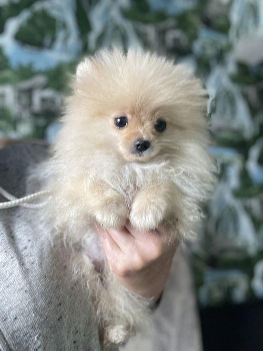 Щенки шпица