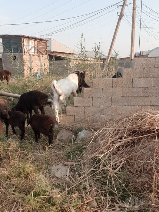 Bital taka sotiladi yosh hali katta bo'ladi nrxi 700$