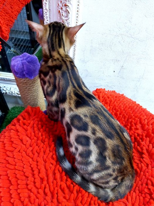 Девочки - ЗОЛОТО- УГОЛЬ. Бенгальские