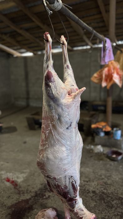 Қой баранина бараны овцы