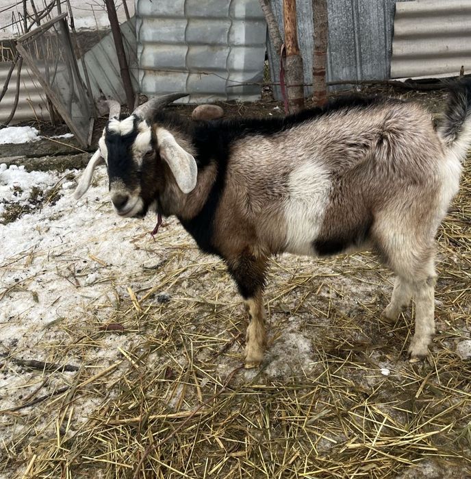 Козёл англонубийский теке