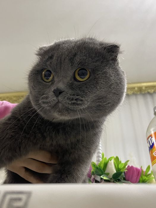 Scottish Fold 1йошга тулмаган