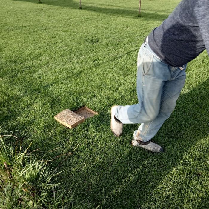 газоны рулонные жонсин