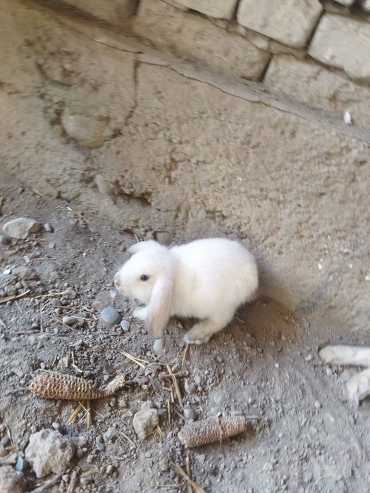 Karlik minilopdan chiqqan quyonlar