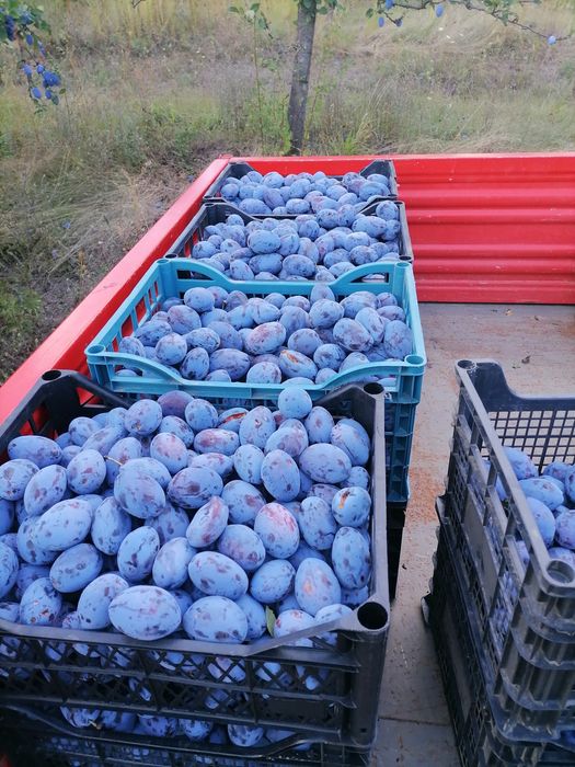 Prune de tuica din soiul Stanley