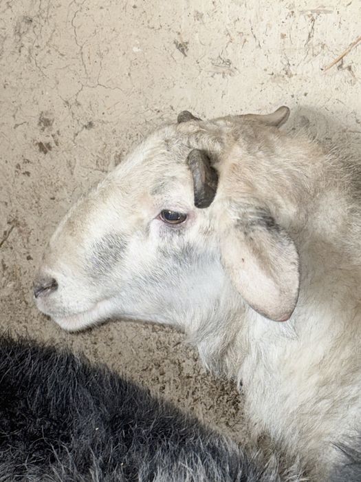 Қошқар семіз.