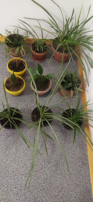 Комнатные цветы разные