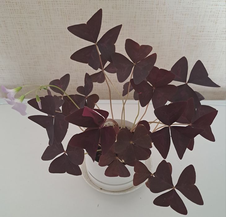 Продам комнатное цветы  ухоженные,