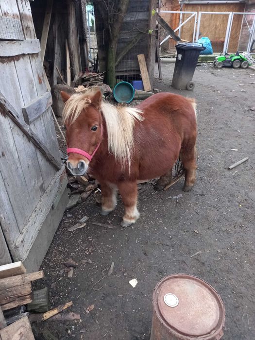 Vand sau schimb poneiță cu oi
