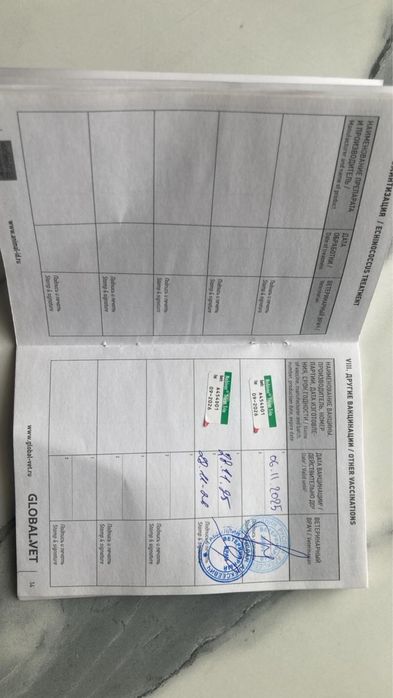 Продаю кошку шотланку