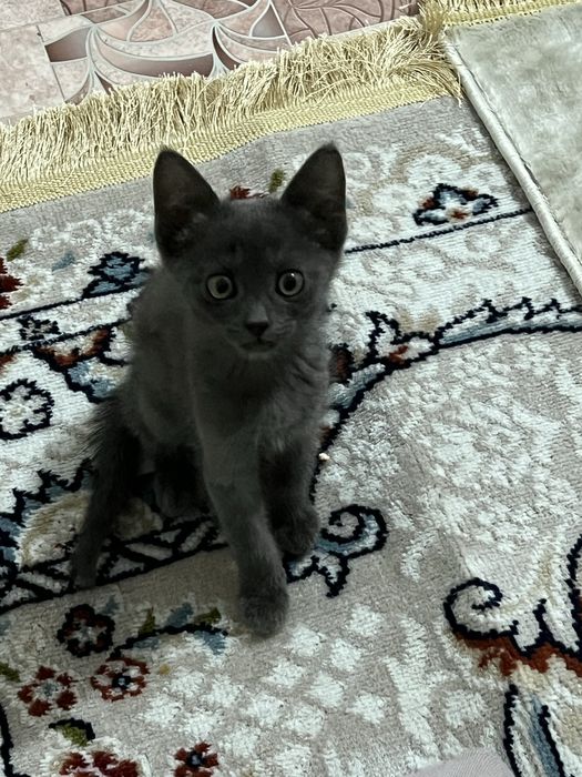 Кошки метис шотландские