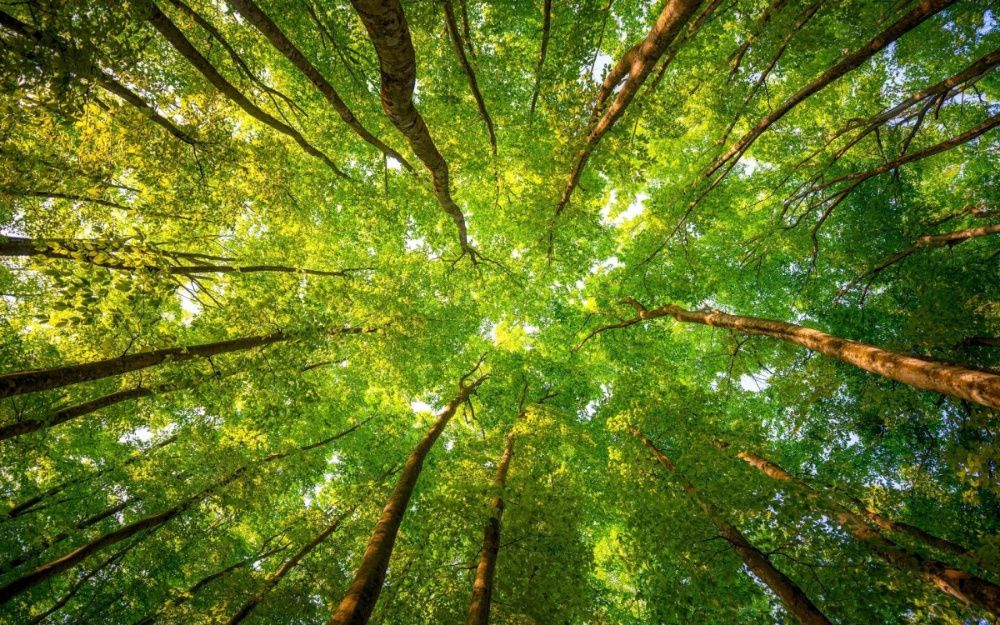 Foto TAPET AUTOCOLANT - personalizat la comanda!