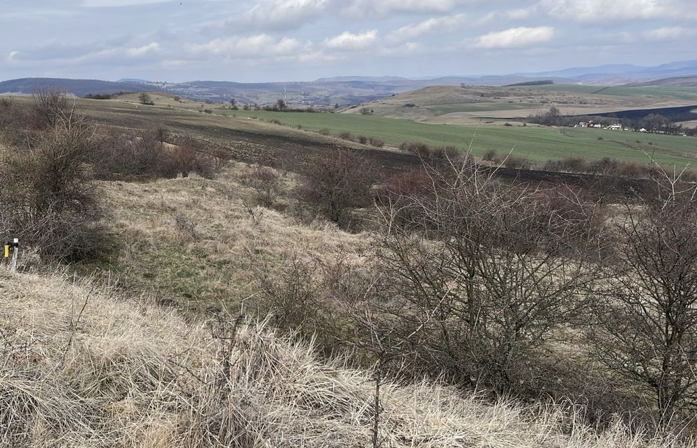 Vand teren intravilan 2900 mp  Macicasu(Chinteni)