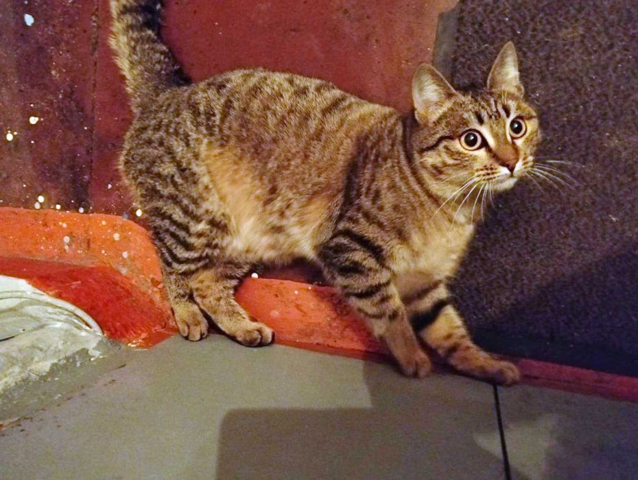 Очень милая и умная кошечка Котя