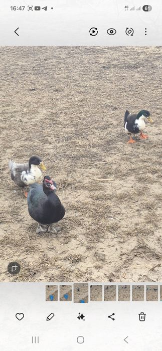 Продам утку и идаутку