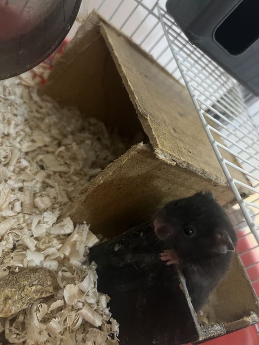 Продам хомяков сирийских