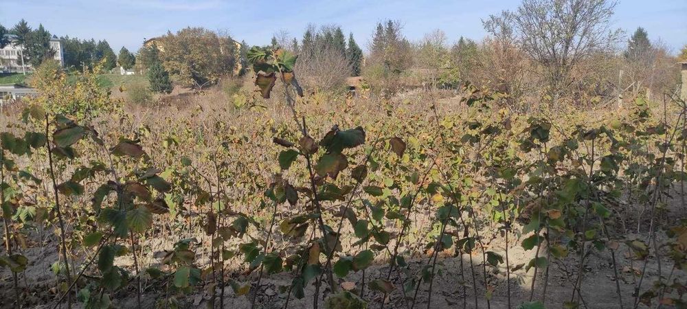 Продавам фиданки лешник