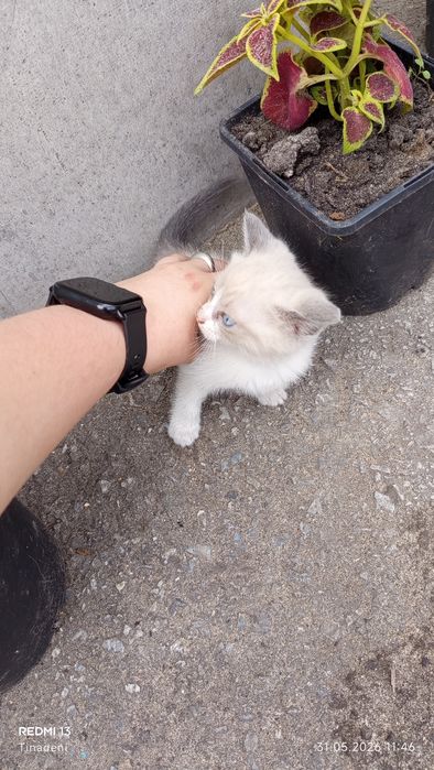Отдам котят 2 девочки и мальчик