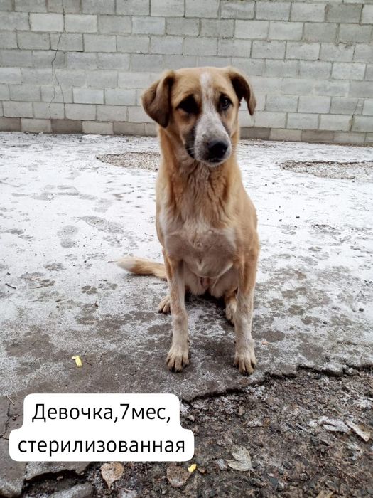 Собачка в добрые,ответственные  руки