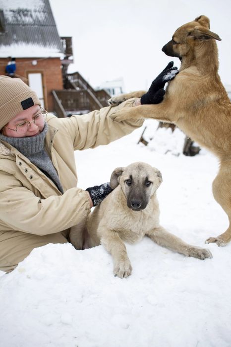 Щенки  ждут добрые руки