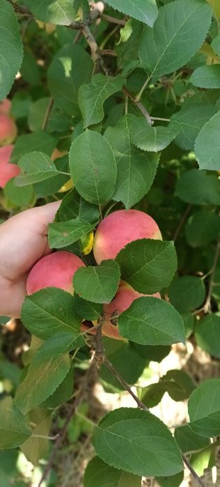 Продам саженцы яблони