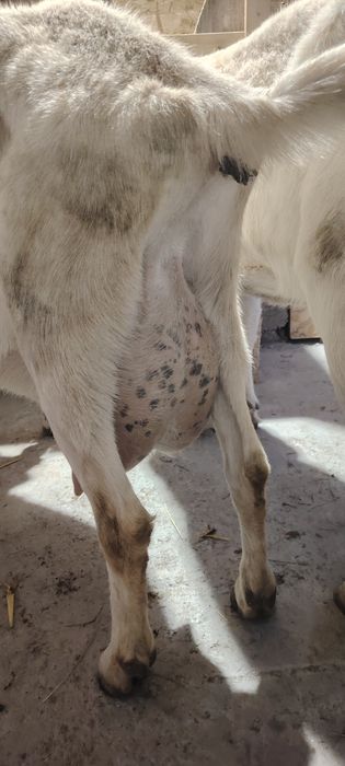 Capre saanen cu pedigree