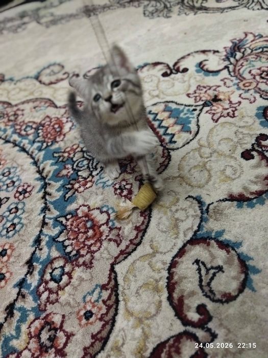 Продается шотландский котёнок
