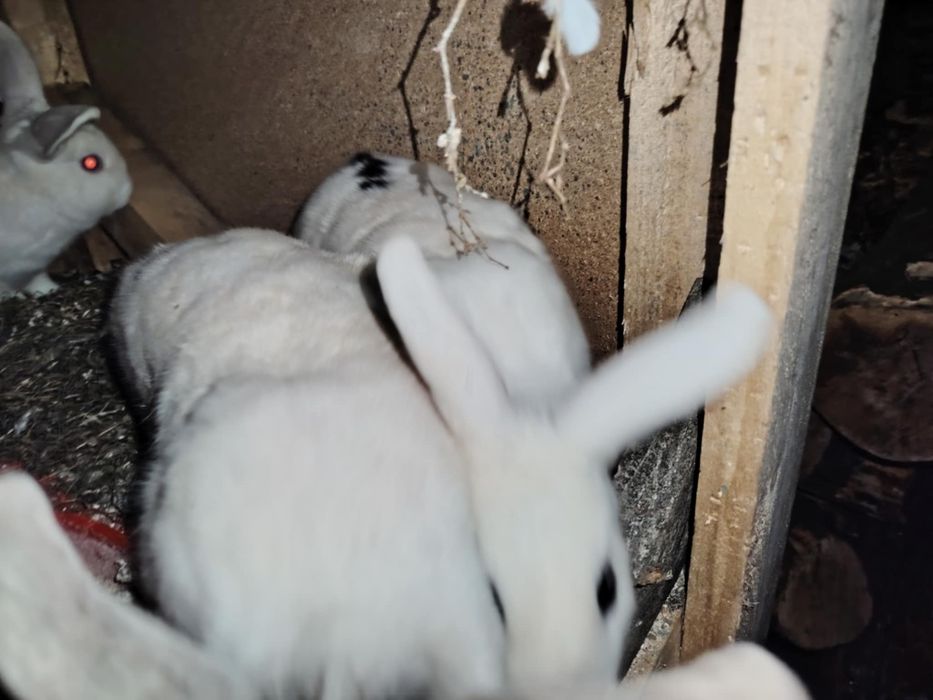 Iepuri de vânzare cap de leu și metisuri