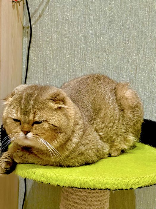 Вязка: Шотланский Скоттиш Фолд! Золотая шиншилла!