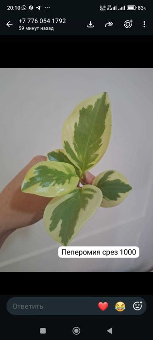 Продам комнатные растения