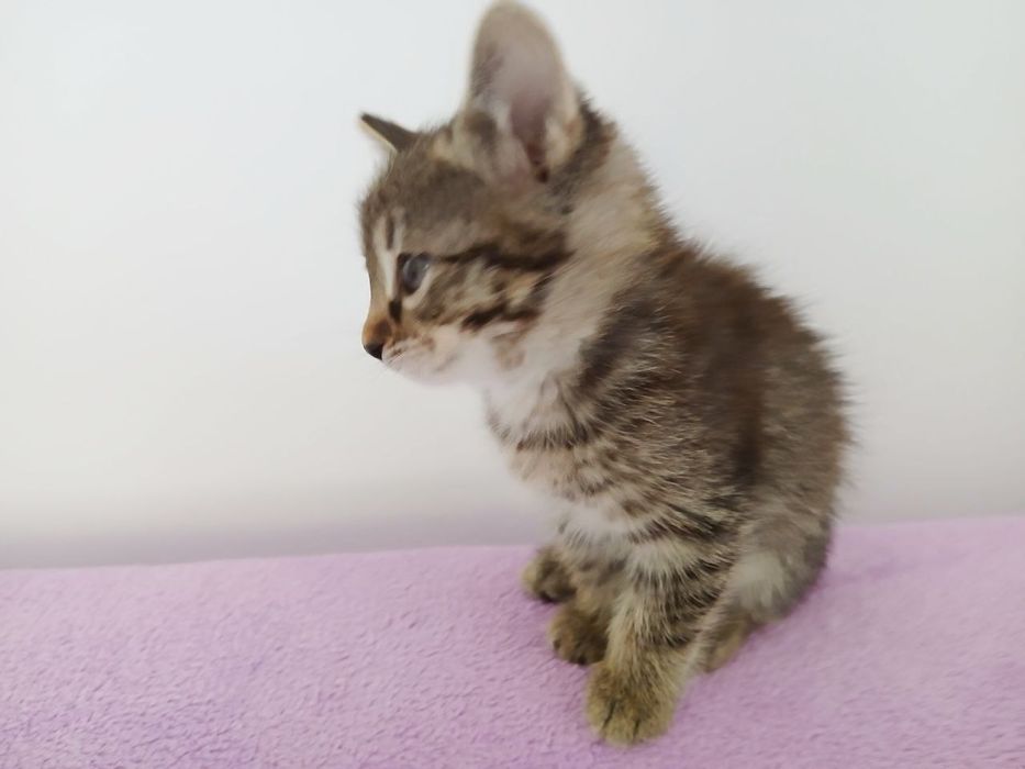 Отдам Котят в добрые руки