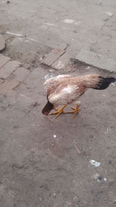 Dakan tovuq sotiladi