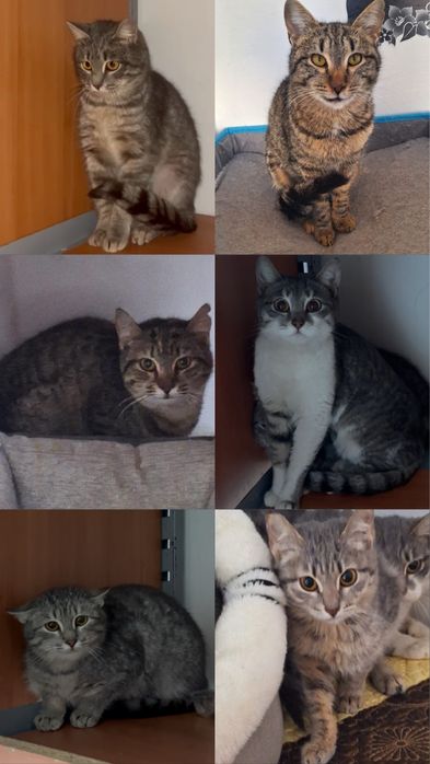 кошки в добрые руки