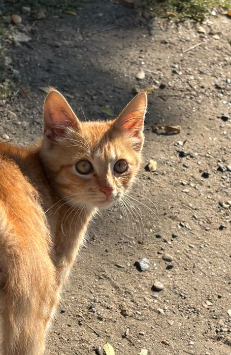 Отдам бесплатно мальчика