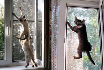 Москитные сетки Антикошка!