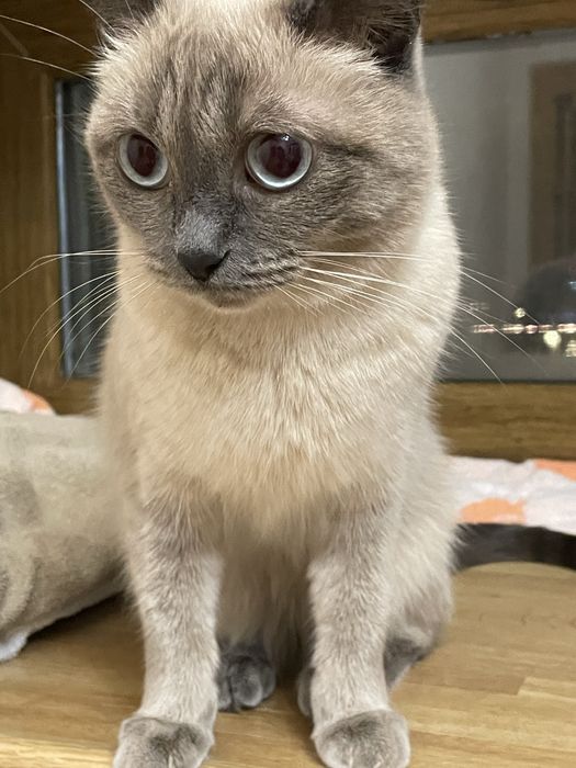 Отдам кошку в добрые руки