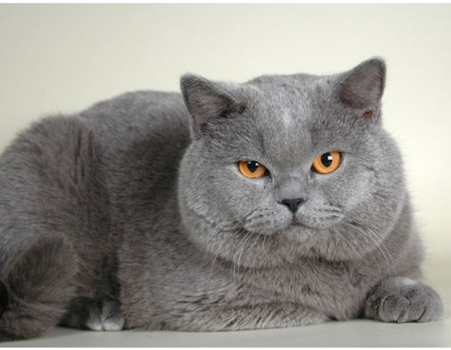 Котята Скоттиш-Фолд