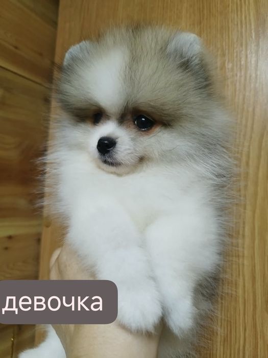 Померанский шпиц щенки