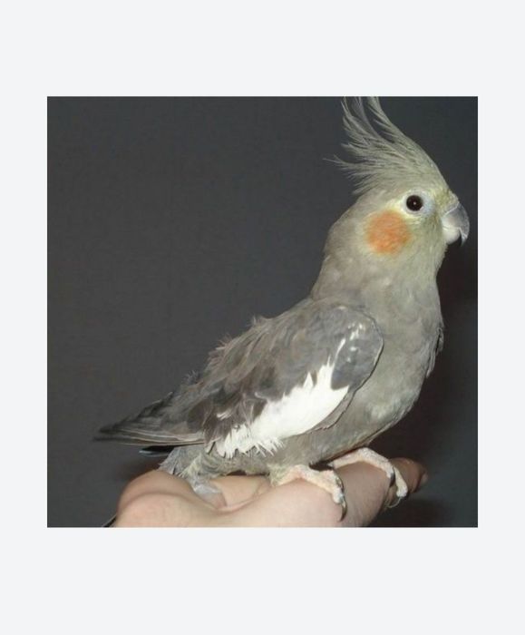 Кореллы поступление птенцов