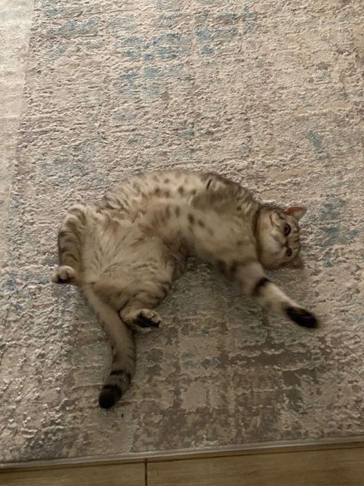 Отдаем кошечку в добрые руки