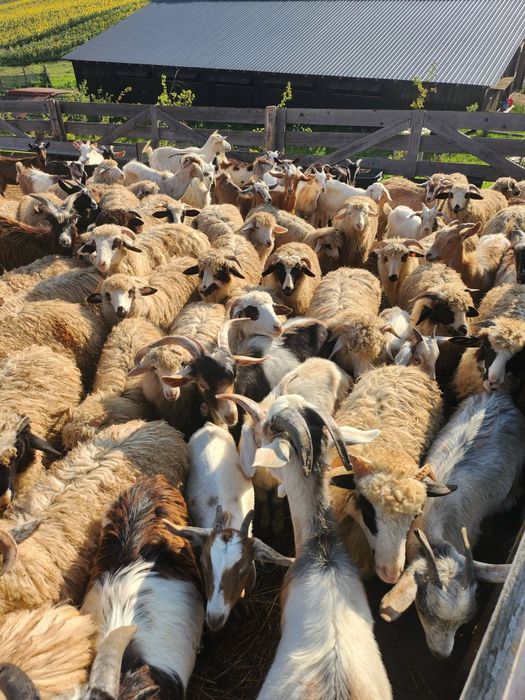 Vând 30 capre 600 de lei bucată