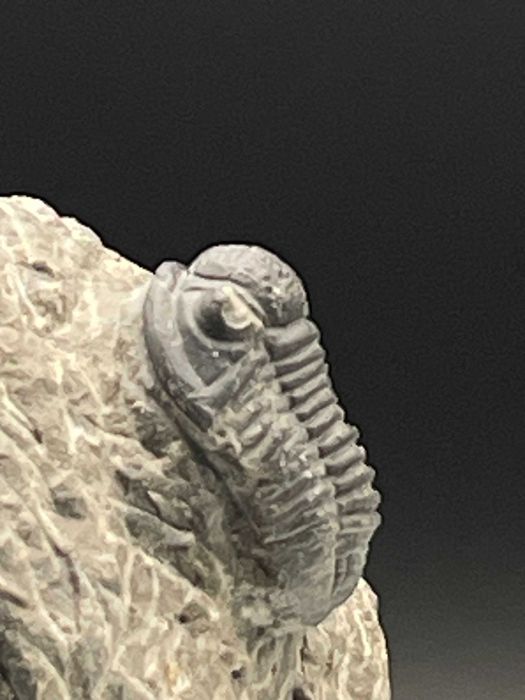 Фосилно съкровище: трилобит Gerastos (Proetid)